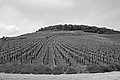 L1001170 - Bernhard Saalfeld