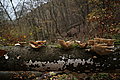 L1000128 - Bernhard Saalfeld