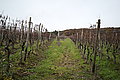 L1000153 - Bernhard Saalfeld