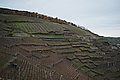 L1000184 - Bernhard Saalfeld