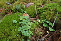 DSC05644 - Bernhard Saalfeld