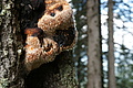 DSC05654 - Bernhard Saalfeld