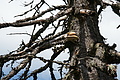 DSC05658 - Bernhard Saalfeld