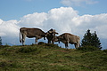 DSC05680 - Bernhard Saalfeld