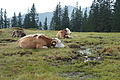 DSC05681 - Bernhard Saalfeld