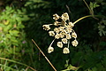 DSC05954 - Bernhard Saalfeld