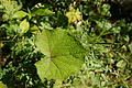 DSC05959 - Bernhard Saalfeld