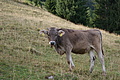 DSC06046 - Bernhard Saalfeld