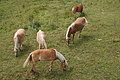 DSC06080 - Bernhard Saalfeld
