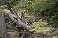 DSC06184 - Bernhard Saalfeld