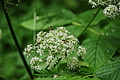 DSC07791 - Bernhard Saalfeld