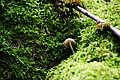 DSC07796 - Bernhard Saalfeld