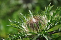 DSC07803 - Bernhard Saalfeld