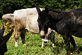 DSC07822 - Bernhard Saalfeld