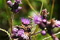 DSC07829 - Bernhard Saalfeld
