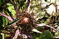 DSC07867 - Bernhard Saalfeld