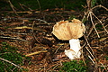 DSC07969 - Bernhard Saalfeld