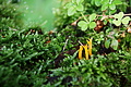 DSC07974 - Bernhard Saalfeld