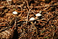 DSC07980 - Bernhard Saalfeld