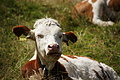 DSC08012 - Bernhard Saalfeld