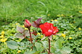 DSC08034 - Bernhard Saalfeld