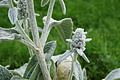 DSC08035 - Bernhard Saalfeld