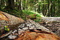 DSC08038 - Bernhard Saalfeld