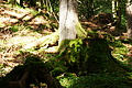 DSC08041 - Bernhard Saalfeld