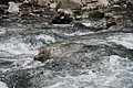 DSC08060 - Bernhard Saalfeld