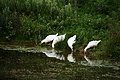 DSC08079 - Bernhard Saalfeld