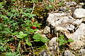 DSC08106 - Bernhard Saalfeld