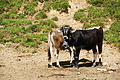 DSC08120 - Bernhard Saalfeld