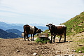 DSC08121 - Bernhard Saalfeld