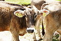 DSC08192 - Bernhard Saalfeld