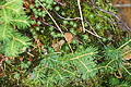 DSC08327 - Bernhard Saalfeld