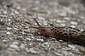 DSC08625 - Bernhard Saalfeld