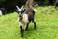 DSC08636 - Bernhard Saalfeld