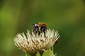 DSC08643 - Bernhard Saalfeld
