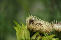 DSC08649 - Bernhard Saalfeld