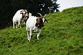 DSC08700 - Bernhard Saalfeld