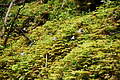 DSC08716 - Bernhard Saalfeld