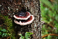 DSC08720 - Bernhard Saalfeld
