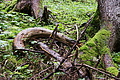 DSC08722 - Bernhard Saalfeld