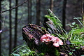 DSC08736 - Bernhard Saalfeld