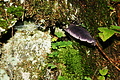 DSC08740 - Bernhard Saalfeld