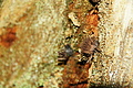 DSC08741 - Bernhard Saalfeld