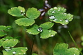 DSC08758 - Bernhard Saalfeld
