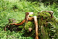 DSC08787 - Bernhard Saalfeld