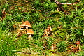 DSC08794 - Bernhard Saalfeld