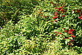 DSC08811 - Bernhard Saalfeld